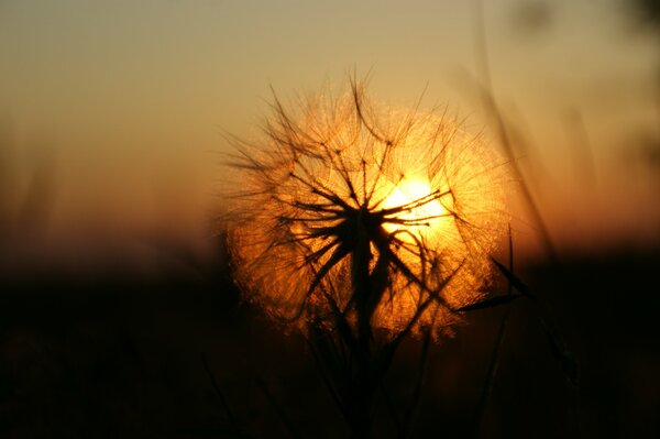 Reflexion des Sonnenuntergangs in Löwenzahnfallschirmen