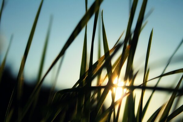 Soleil du soir à travers l herbe