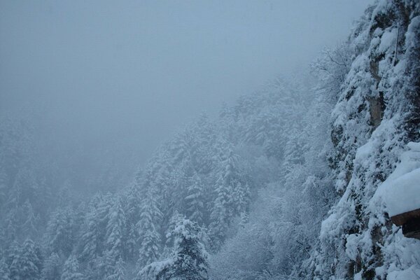 Bosque de invierno en la nieve