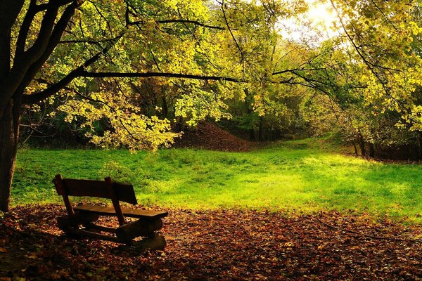 Beautiful nature in autumn in the park on a bench