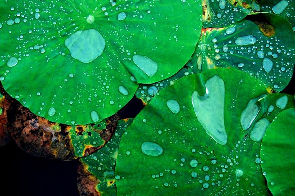 Green water lilies with water drops