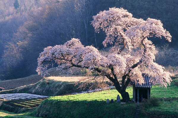 Derkwo Sakura crece maravillosamente