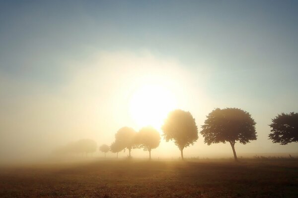 Sunrise over a clearing with trees