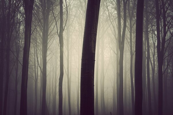 Dunkler Wald im Nebel am Morgen