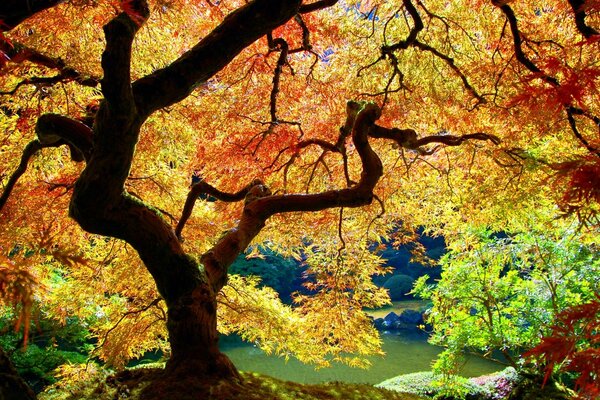 Colorful autumn lie down by the lake