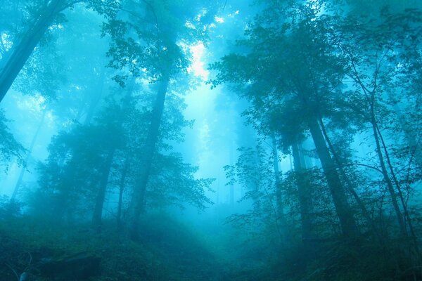 Brouillard bleu dans la vieille forêt