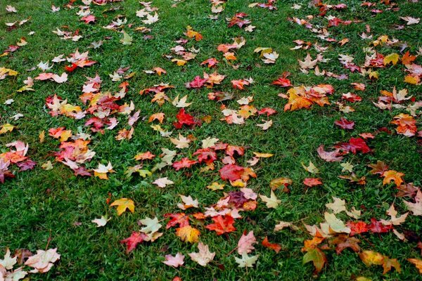 Die ersten im Herbst gefallenen Blätter