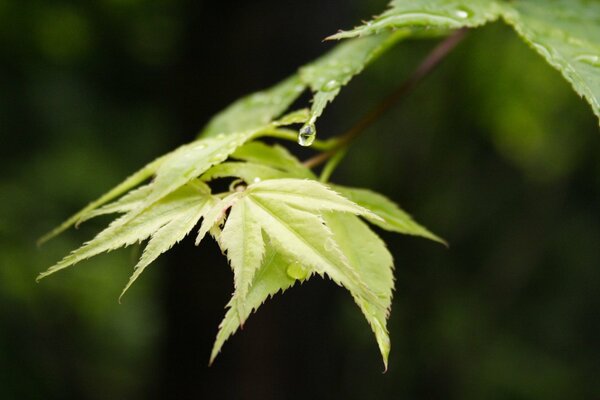 A drop of rain on a tree