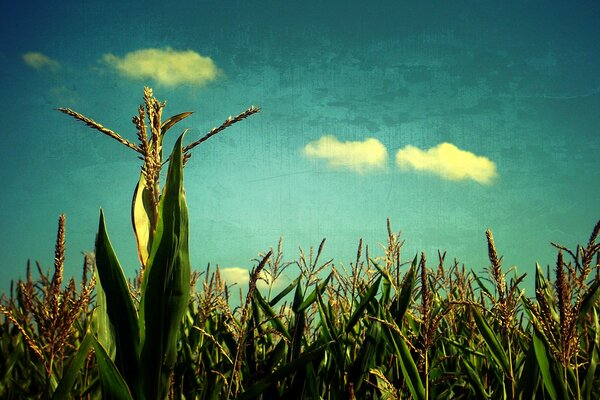 A field with cereals under a clear blue sky