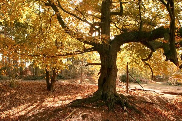 Foglie di un albero nella foresta