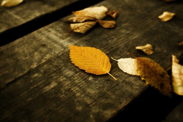 Gelbe Herbstblätter