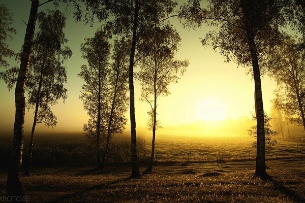 Autumn sun in a field with birches