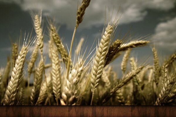 Ears of corn against a cloudy sky