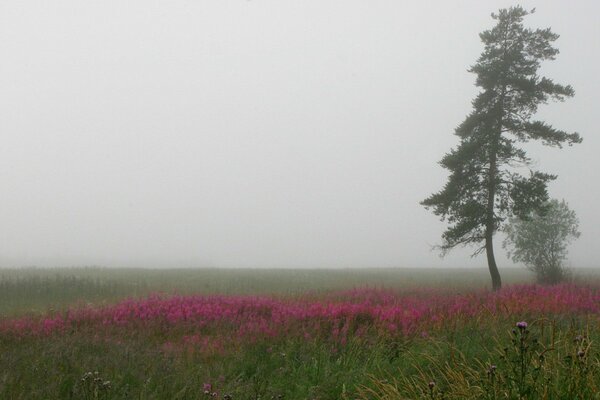 Pole z fioletowymi kwiatami i drzewem pod opadającą mgłą