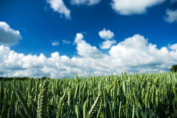 Spighette in un campo su uno sfondo di nuvole