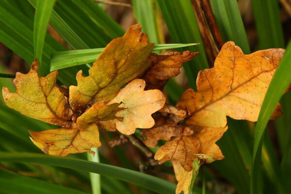 Żółte liście dębu na tle zieleni