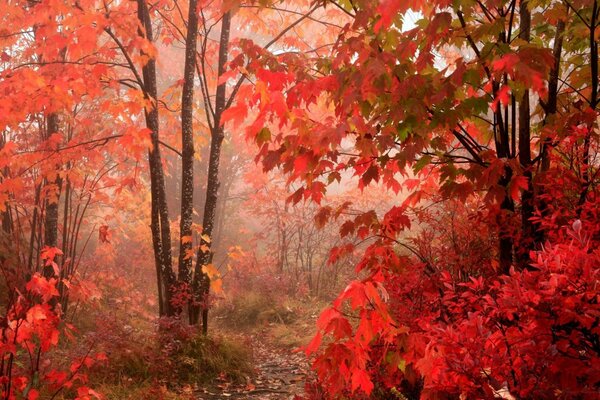 Verano rojo de otoño con niebla