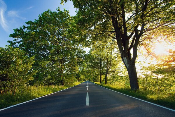 Strada soleggiata tra gli alberi