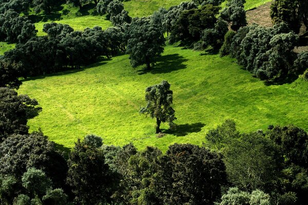 Alberi verde scuro in un prato verde chiaro