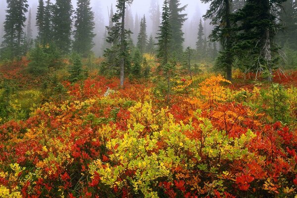 Bosque de coníferas de niebla de otoño