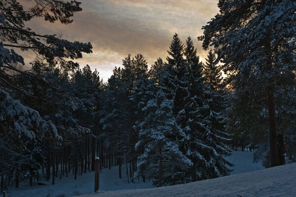 The winter forest is covered with snow