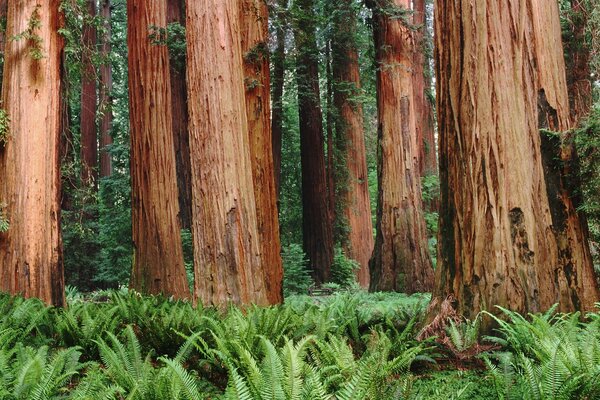 Troncos gigantes y helechos verdes