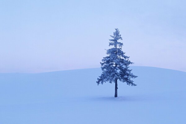 Arbre de neige dans la lande de la forêt