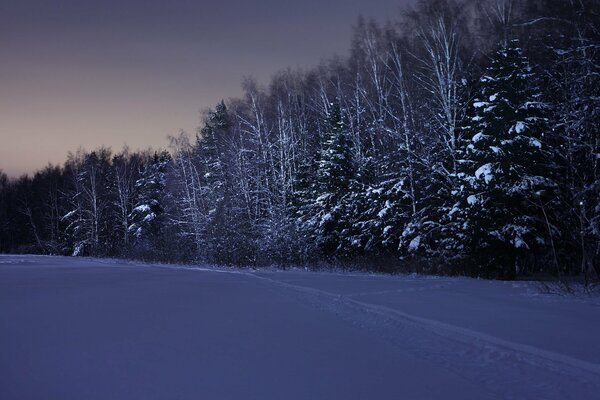 Fabulous winter forest at night