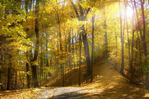 Der Herbstwald und die Stille rundherum