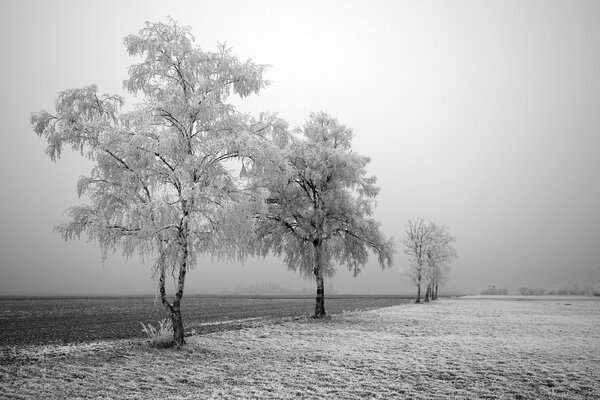 Camino de invierno con árboles