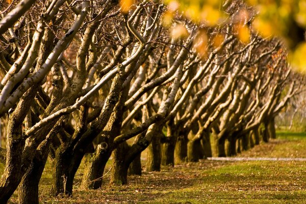 Die Gasse der nackten Herbstbäume