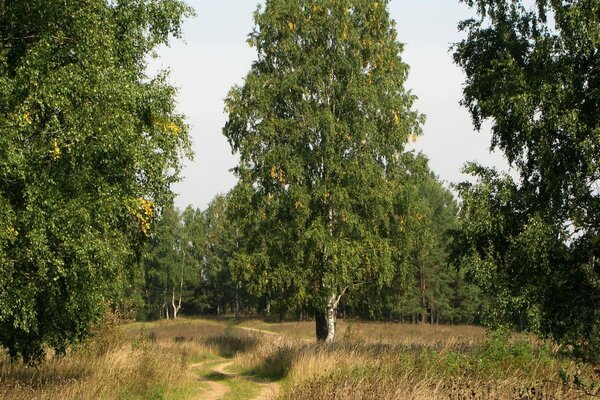 Велосипедная дорожка среди берез