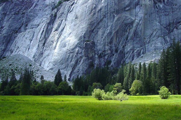 Granite rocks - forest protection