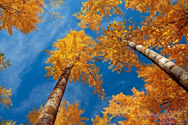 Birch crowns in autumn foliage against a blue sky