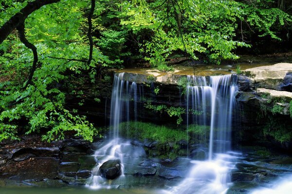Wasserfall am grünen Baum