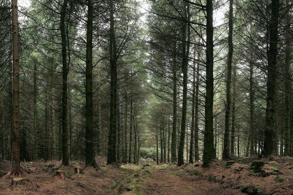 Bella passeggiata nel profondo della foresta