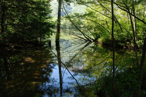 Riflessione degli alberi nell acqua del fiume