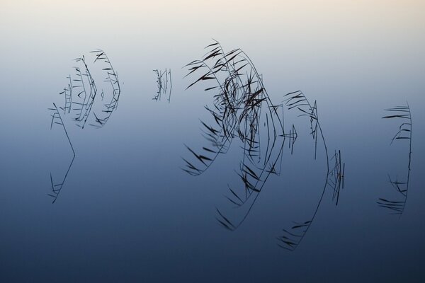 Quiet water surface with plants