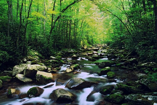 Schöner steiniger Waldfluss