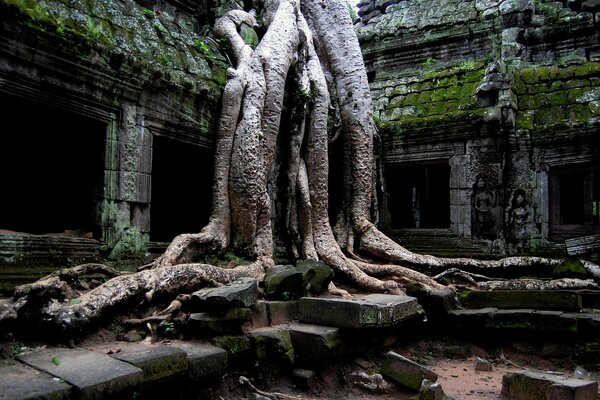 Racines de l arbre dans les ruines de pierre