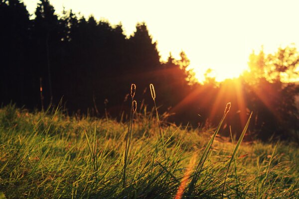 Gras im Sonnenuntergang der hellen Sonne