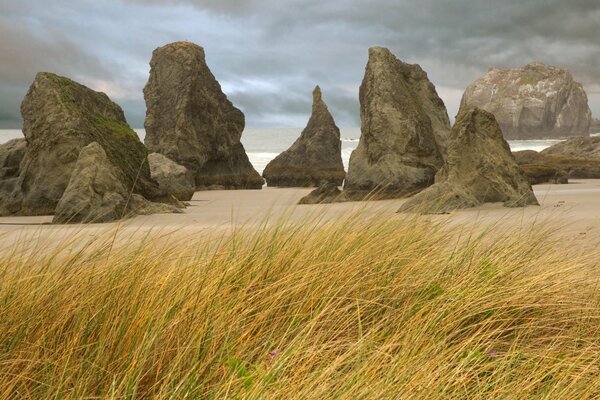 Yellow grass on the background of rocks and shore