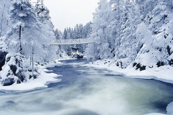 Snow-covered trees with a frozen river between them