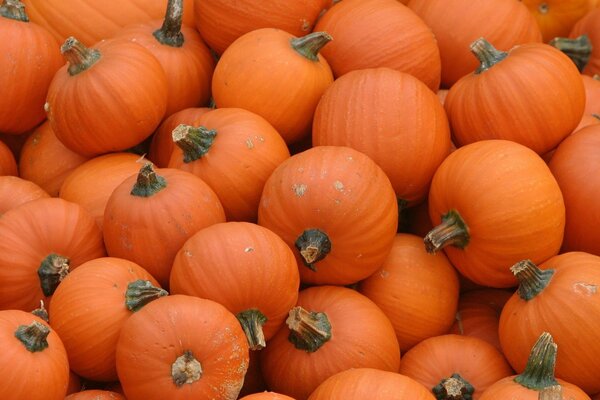 Citrouilles orange, récolte abondante