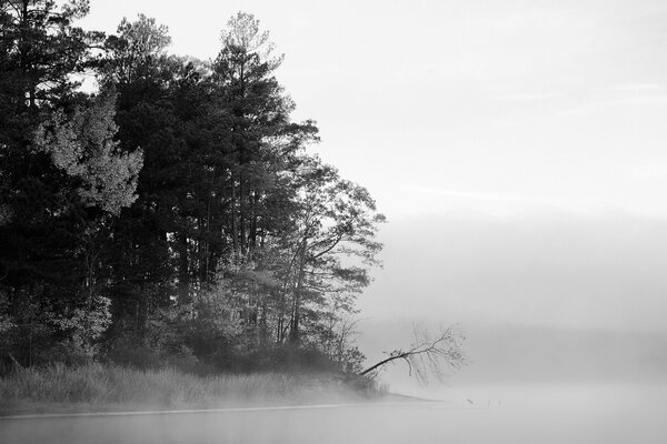 Forêt brumeuse noir et blanc au bord du lac