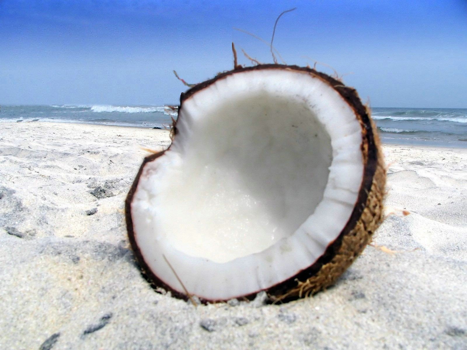 nature noix de coco sable plage