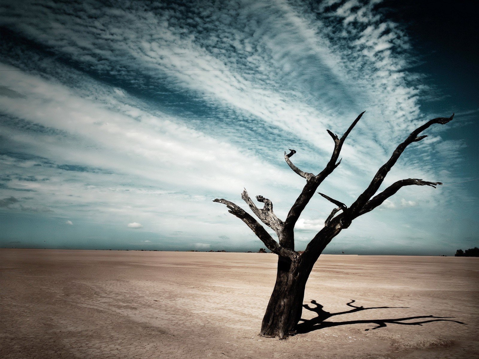 baum schatten wolken