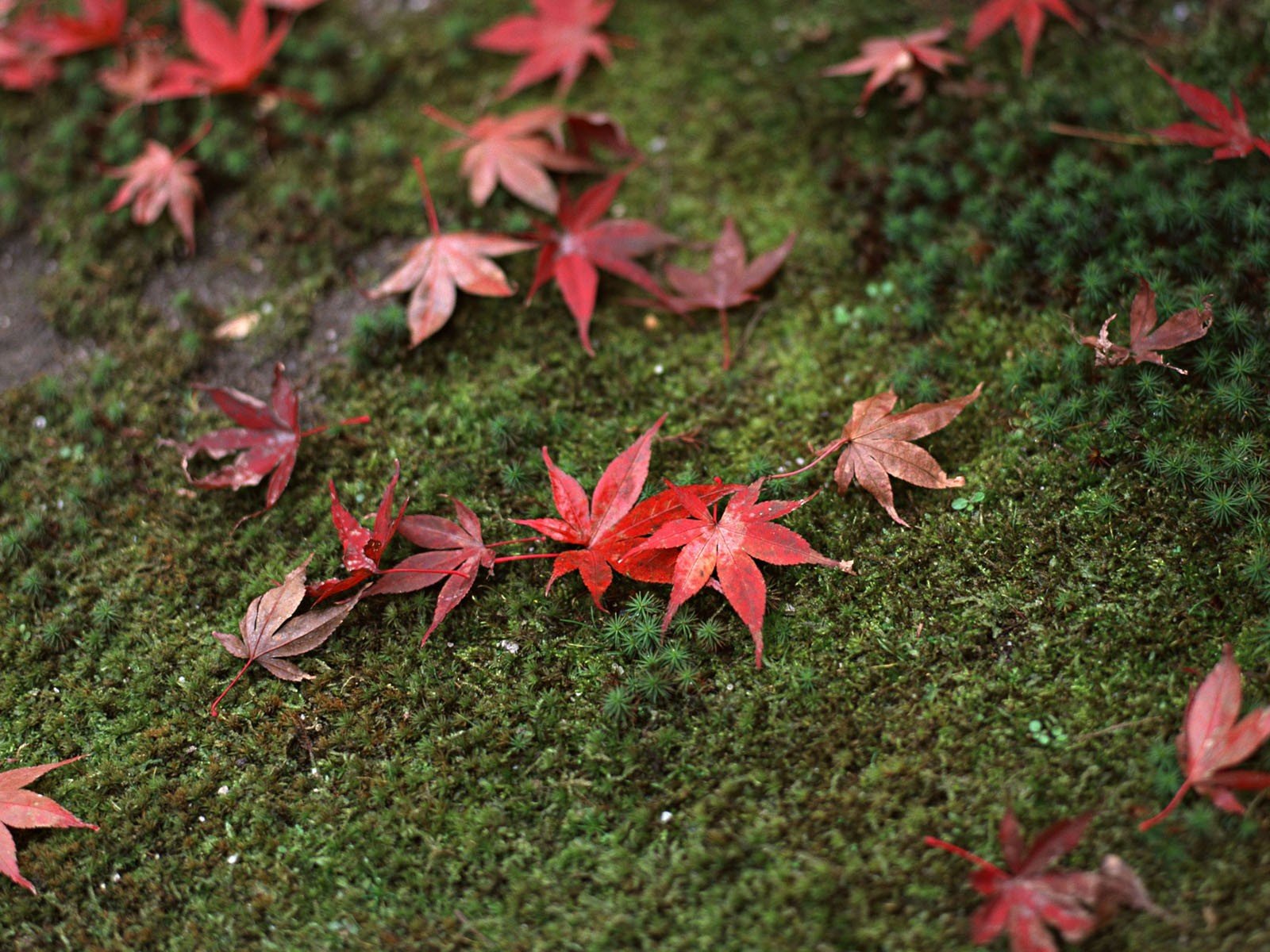 japan grass leave