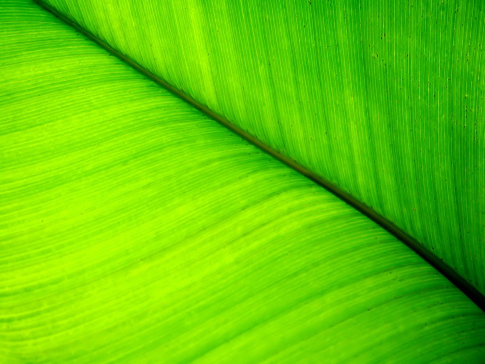 plante verdure feuille lignes