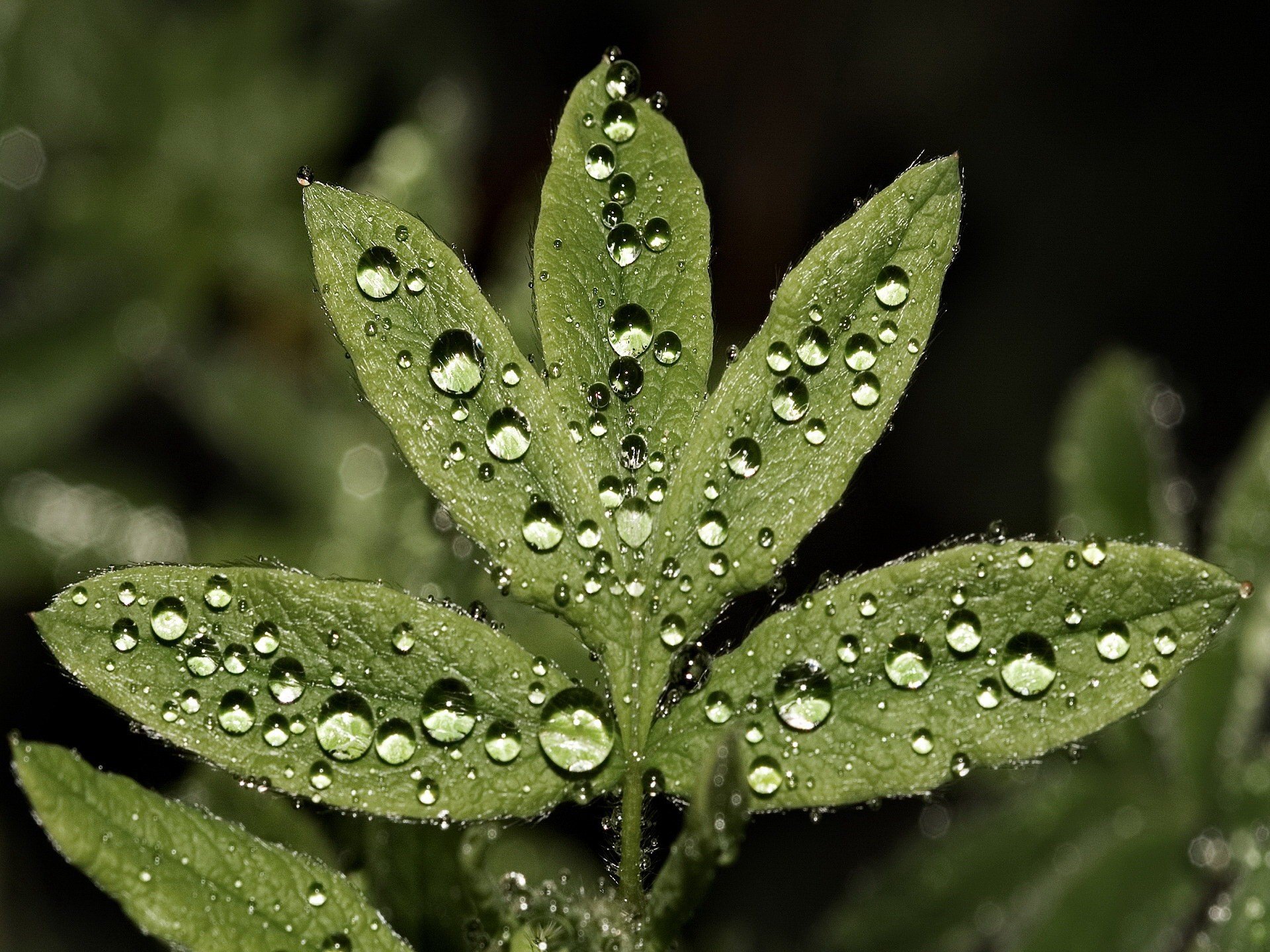 hojas planta gotas verdes